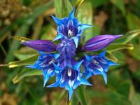 Gentiana asclepiadea L.