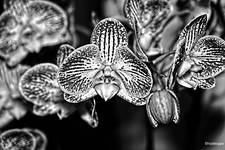 Orchidea B&W