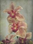 cymbidium