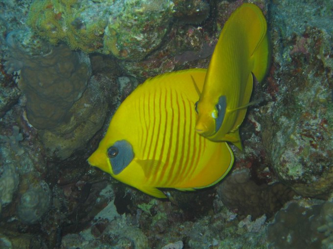 Masked butterflyfish