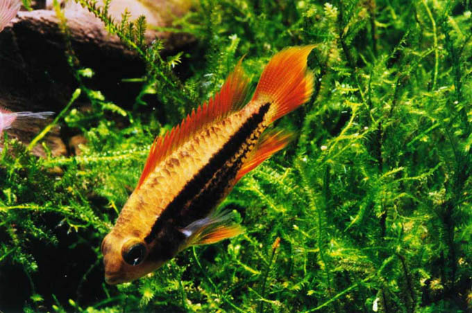 Apistogramma agassizii