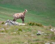 Niżne Tatry 2010.07.22  1