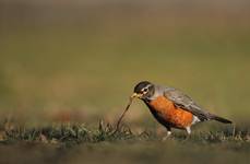 American Robin (Turdus migratorius )