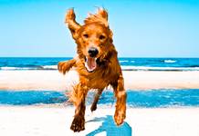 Irish setter can flight