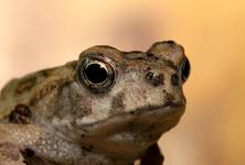 Rhinella marina Ropucha aga II