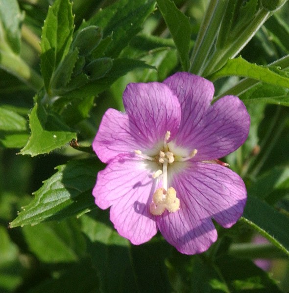 le petite fleur