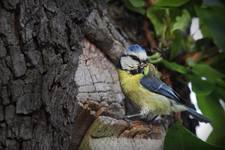 Modraszka, sikora modra (Cyanistes caeruleus syn. Parus caeruleus)