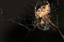 Araneus diadematus