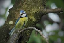 Modraszka, sikora modra (Cyanistes caeruleus syn. Parus caeruleus)