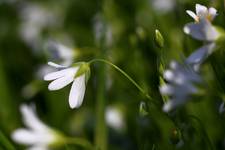 Stellaria