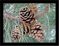 pine cones