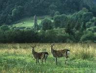 Glendalough