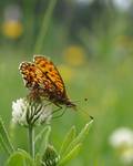 Boloria selene