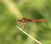 Sympetrum fonscolombii