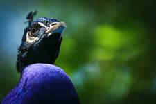 Portrait of Mr. Peacock the Great