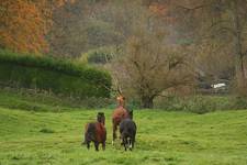 Salthrop Park