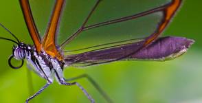 Transparent wings !