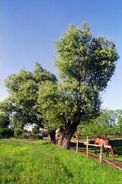 pejzaż z koniem