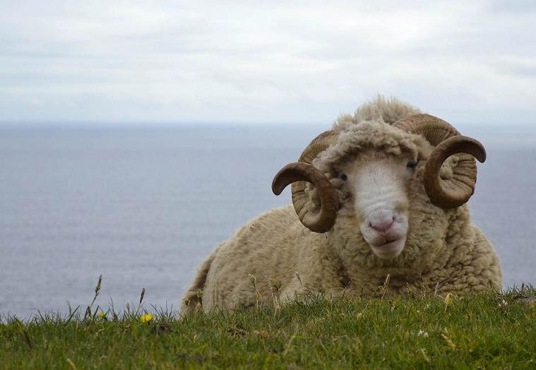 Irlandzki BARAN.