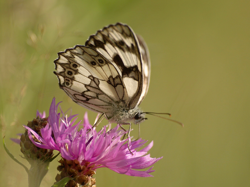 Polowiec szachownica