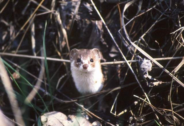 gronostaj (szata letnia)