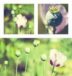 papaver