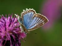 Polyommatus daphnis