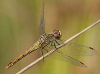 Sympetrum danae - samica