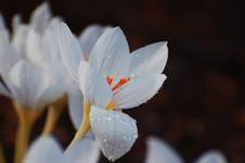 jesienny krokus