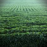 Soybean Field