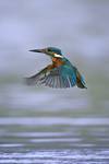 Zimorodek, Common Kingfisher (Alcedo atthis)