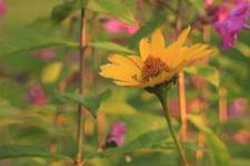 Heliopsis helianthoides