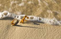 Dead crab & the beach