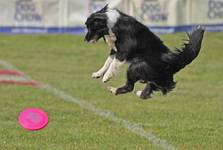 Dog Frisbee Show Warszawa