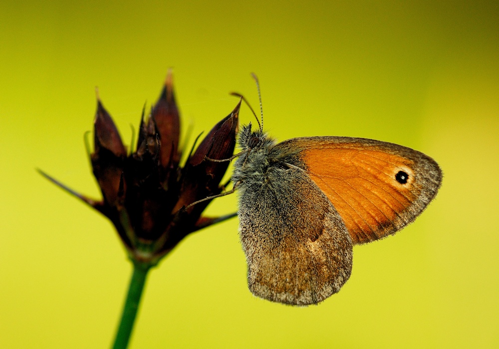 Strzępotek ruczajnik Coenonympha pamphilus    (Linnaeus, 1758)