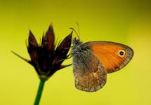 Strzępotek ruczajnik Coenonympha pamphilus    (Linnaeus, 1758)