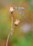 Lestes viridis - samczyk