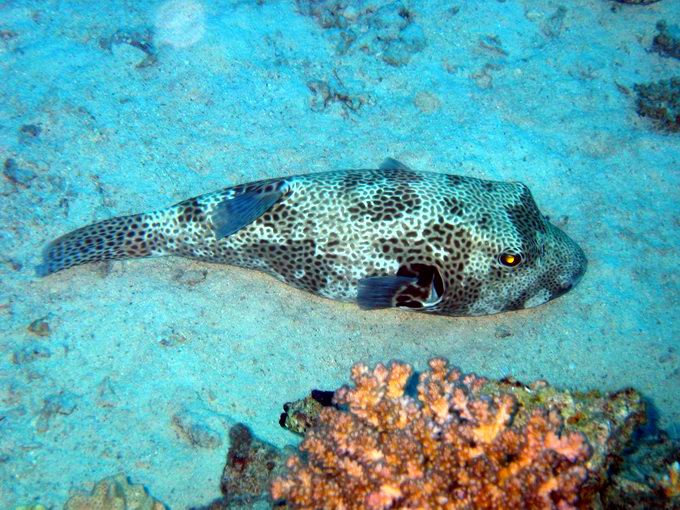 Giant puffer