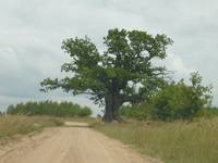 Baobab