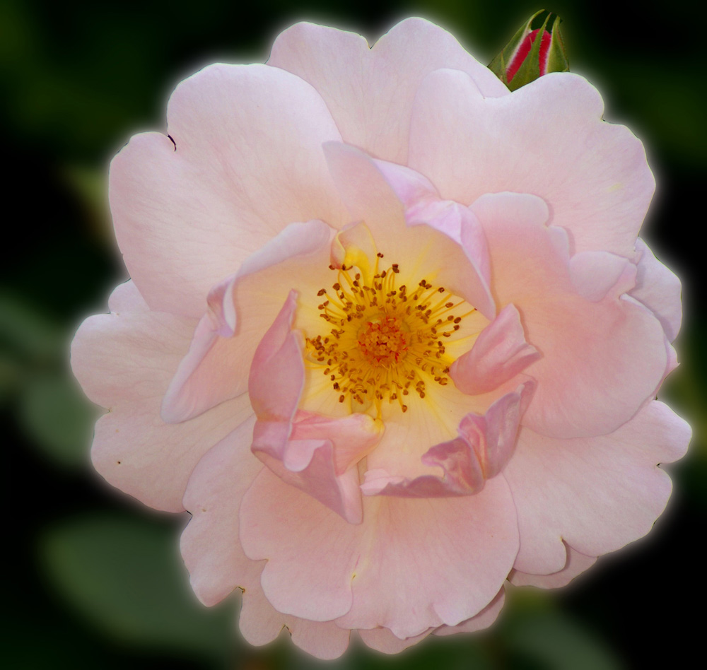 romantic_soul
