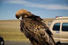 mongolian roads