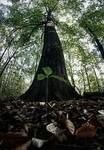 Baobab ...