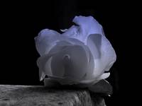 ....white rose