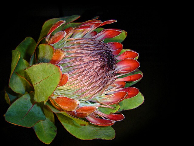  PROTEA