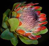  PROTEA