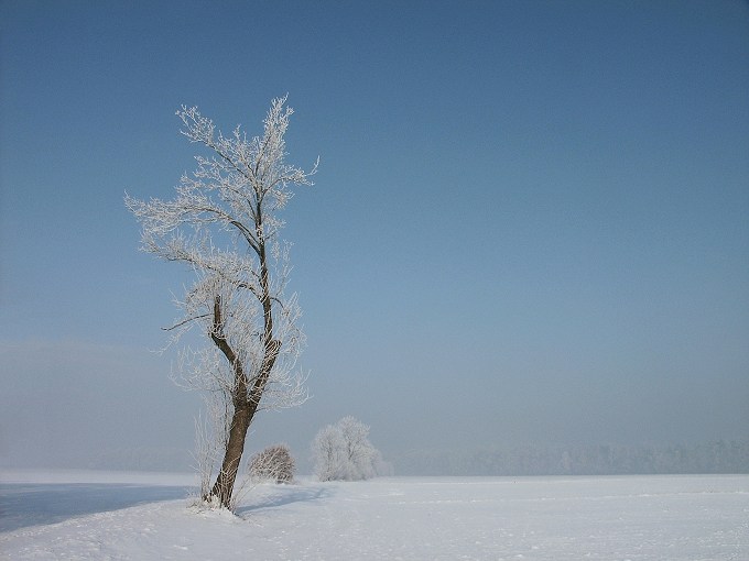 White&Blue