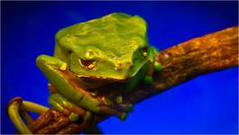 Green frog