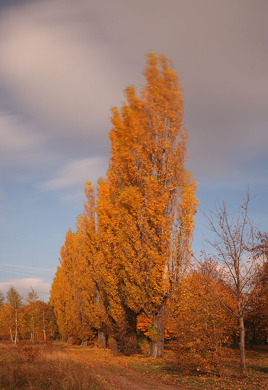 Idąc cmentarną aleją.