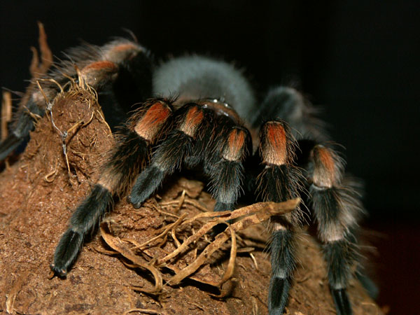 Brachypelma Smithi...