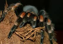 Brachypelma Smithi...